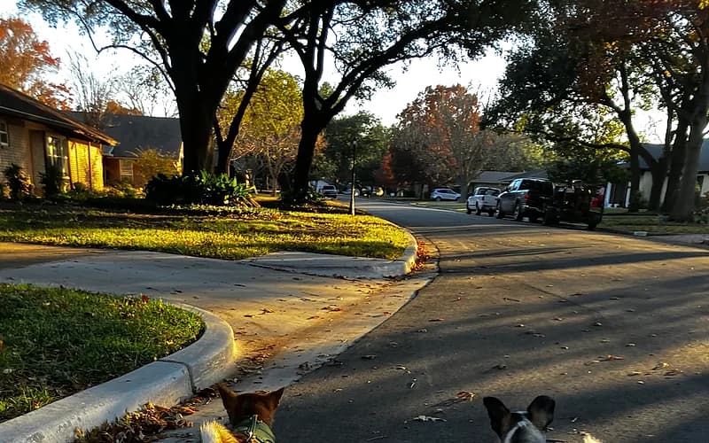 Waco dog owners on a neighborhood group walk with their dogs