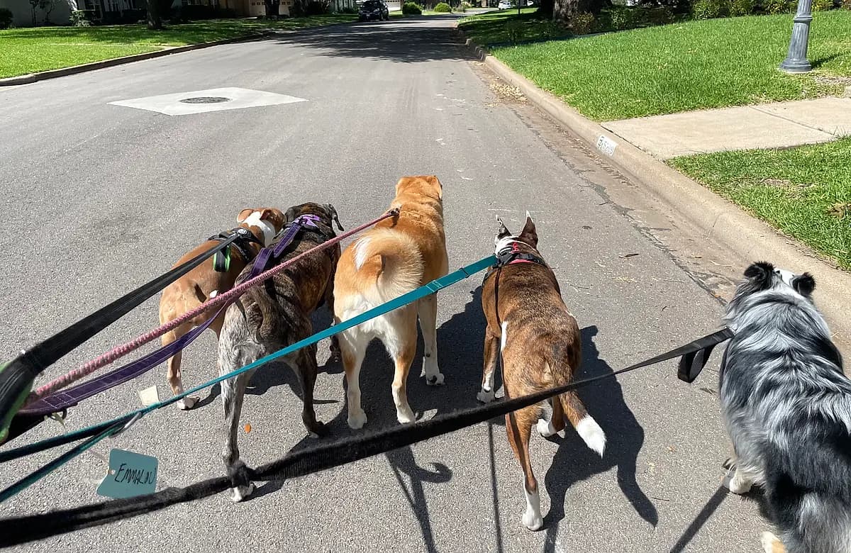 Five dogs on a group walk down a sunny Waco neighborhood street