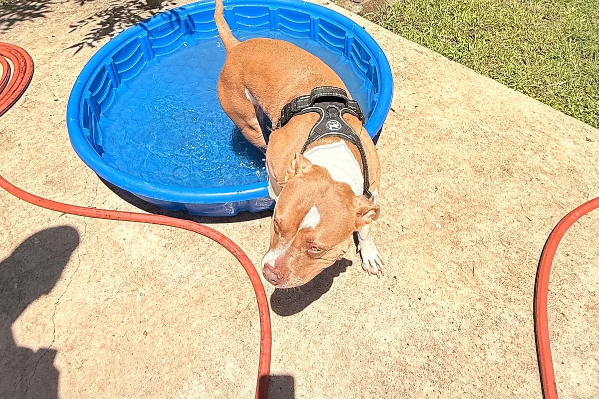 Dogs playing together at Keep Waco Wagging Dog Camp